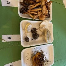 IV.A – výstava hub