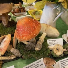 IV.A – výstava hub